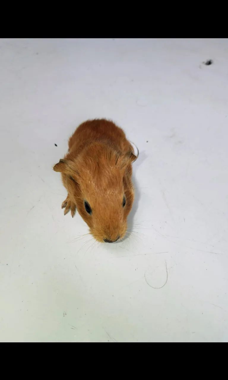 Porquinhos da Índia64842117901569123