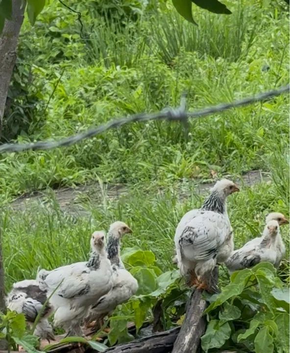 Pintos Brahma Ligth - Foto 3