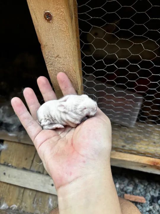 Filhotes de coelho ( mãe Angora e pai Nova Zelândia)