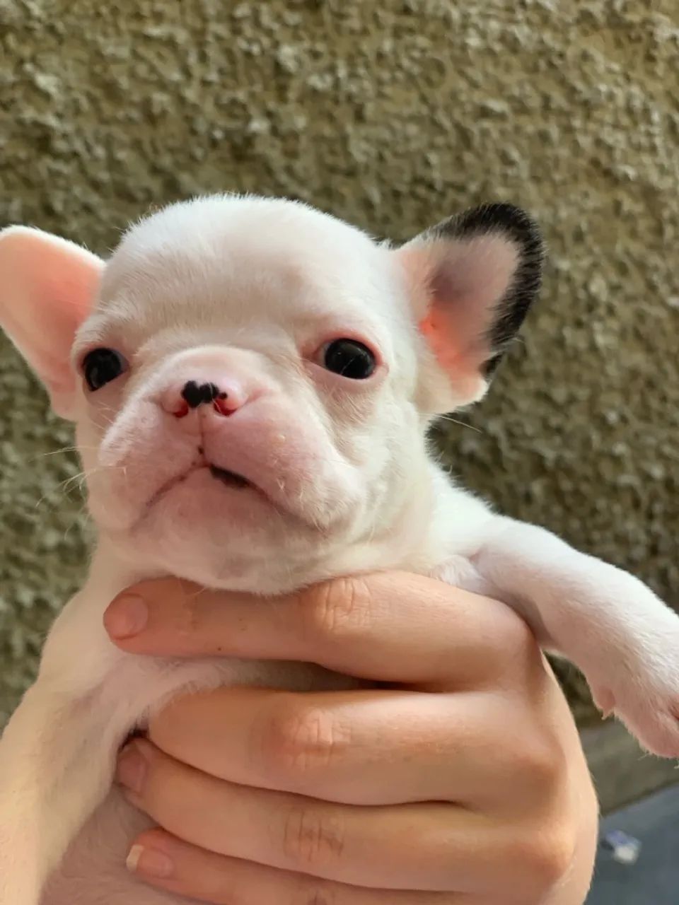 Filhote de Bulldog Francês - Foto 3