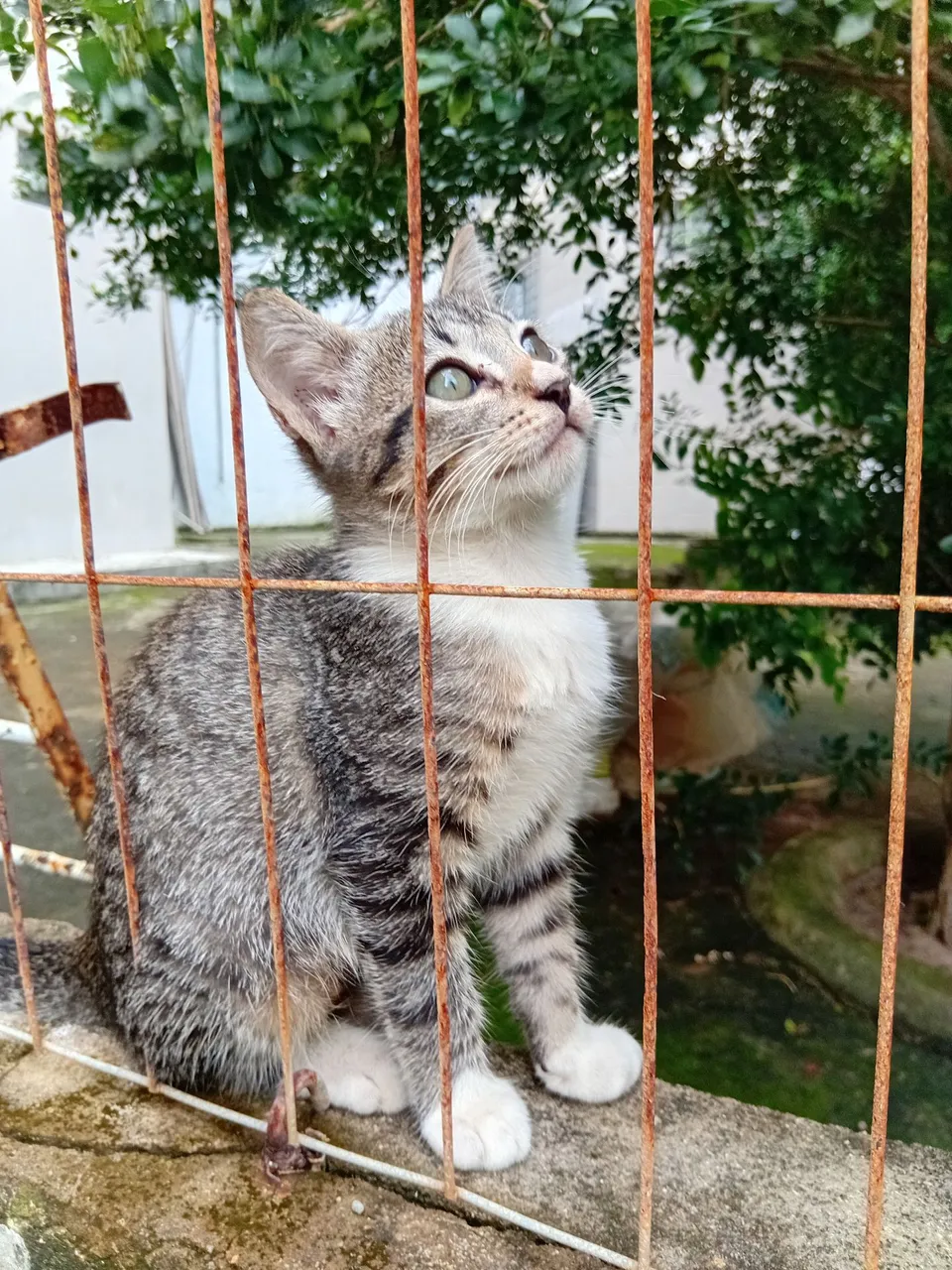 Gatinho filhote fofo para adoção!
