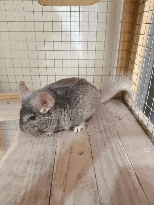 Chinchila Fêmea bege