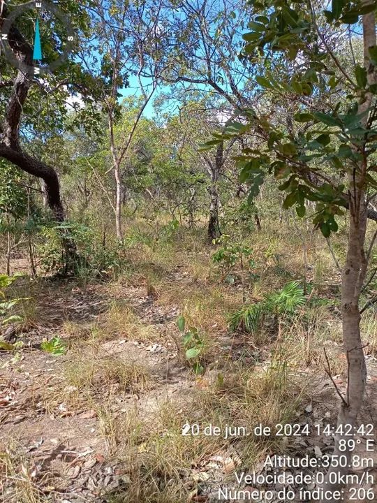 Fazenda em Loreto-MA 1957 ha Um Paraíso Agrícola à Espera de Novos Horizontes - Foto 4