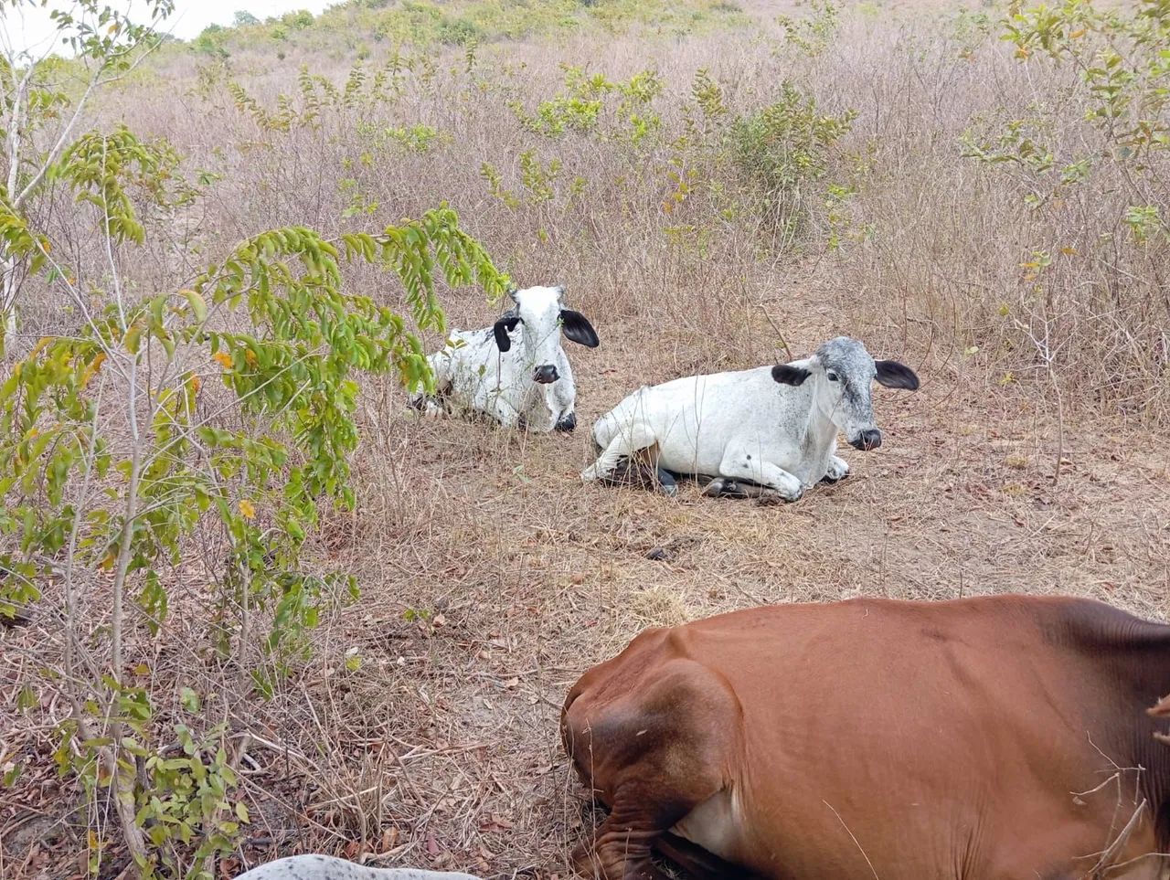 Novilhas, vacas e boi - Foto 5