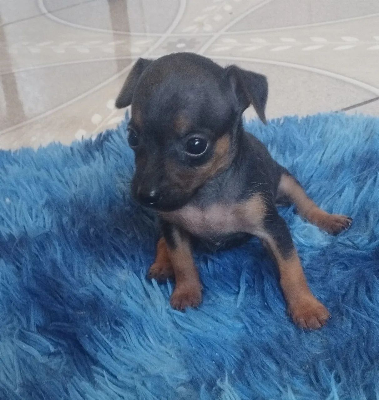 Filhote de Pinscher Miniatura