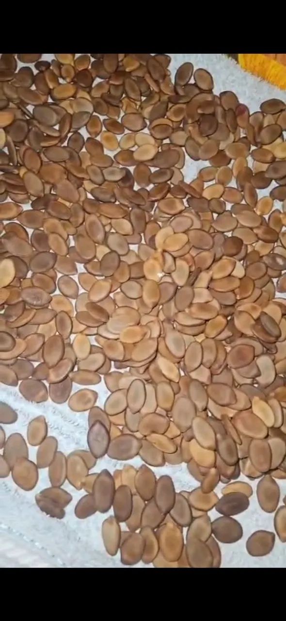 Sementes de Guapuruvu Guapuruvi Ficheira | Mudas Reflorestamento Biojoias Artesanato - Foto 2