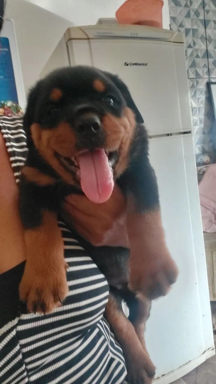 Bebe Rotwaler cabeça de touro - Foto 3