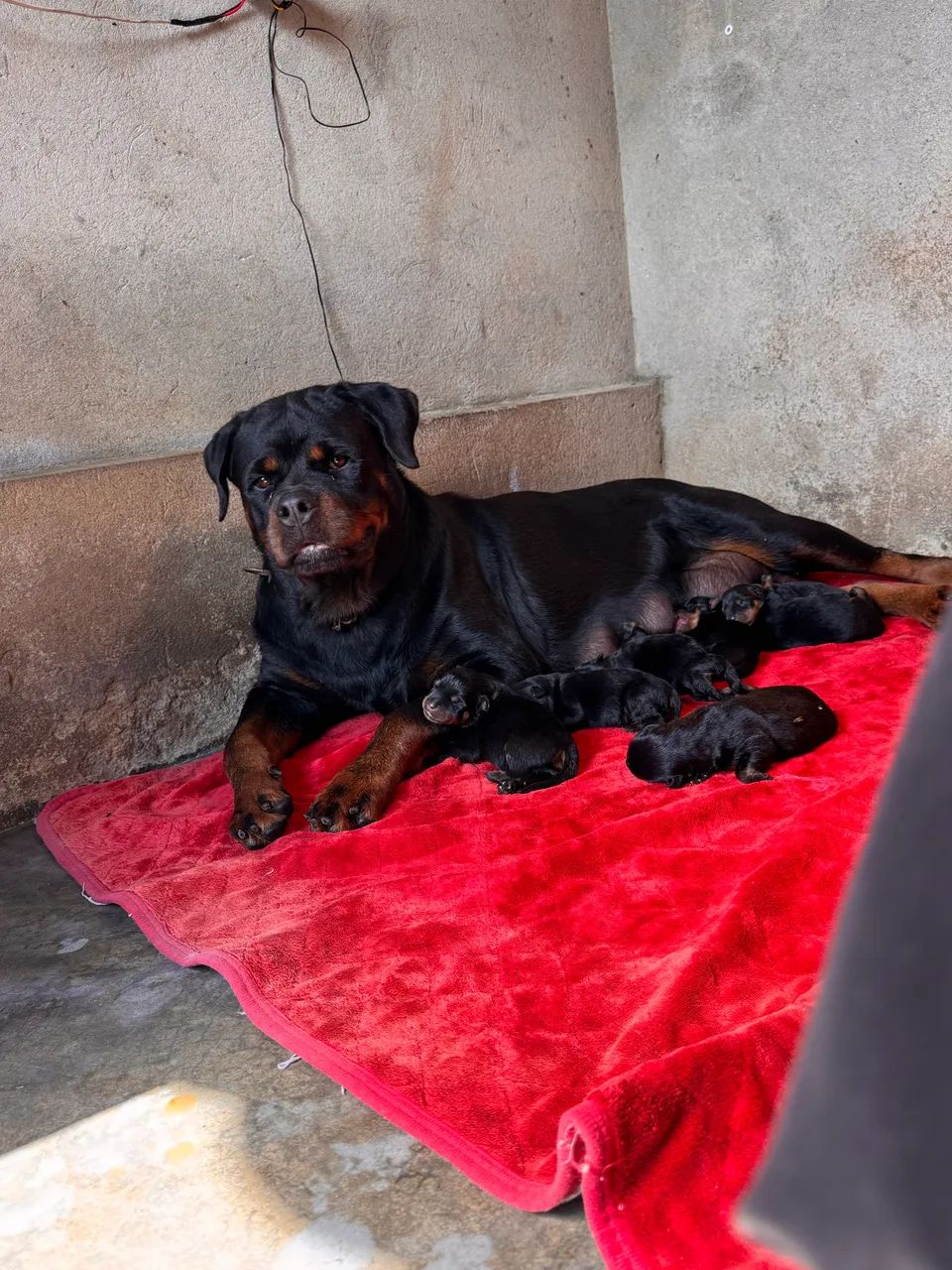 Rottweiler com pedigree. - Foto 2