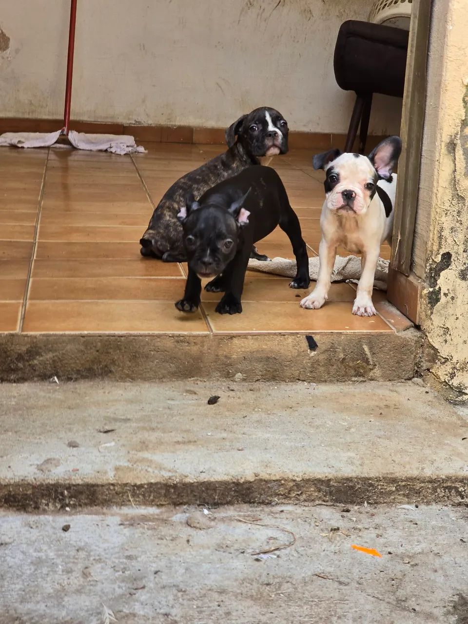 Bulldogue Francês  - Foto 4
