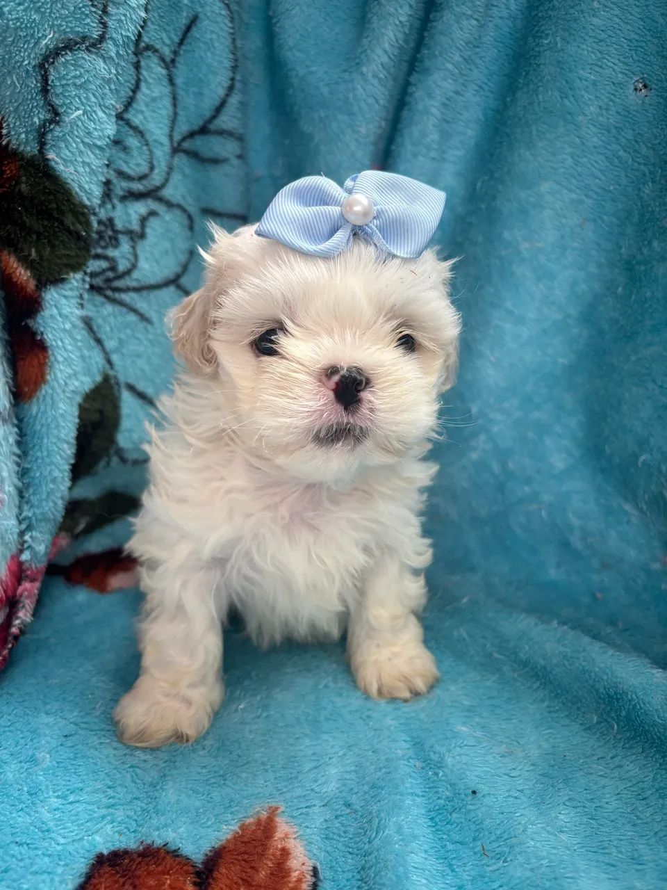 Shihtzu macho  - Foto 4