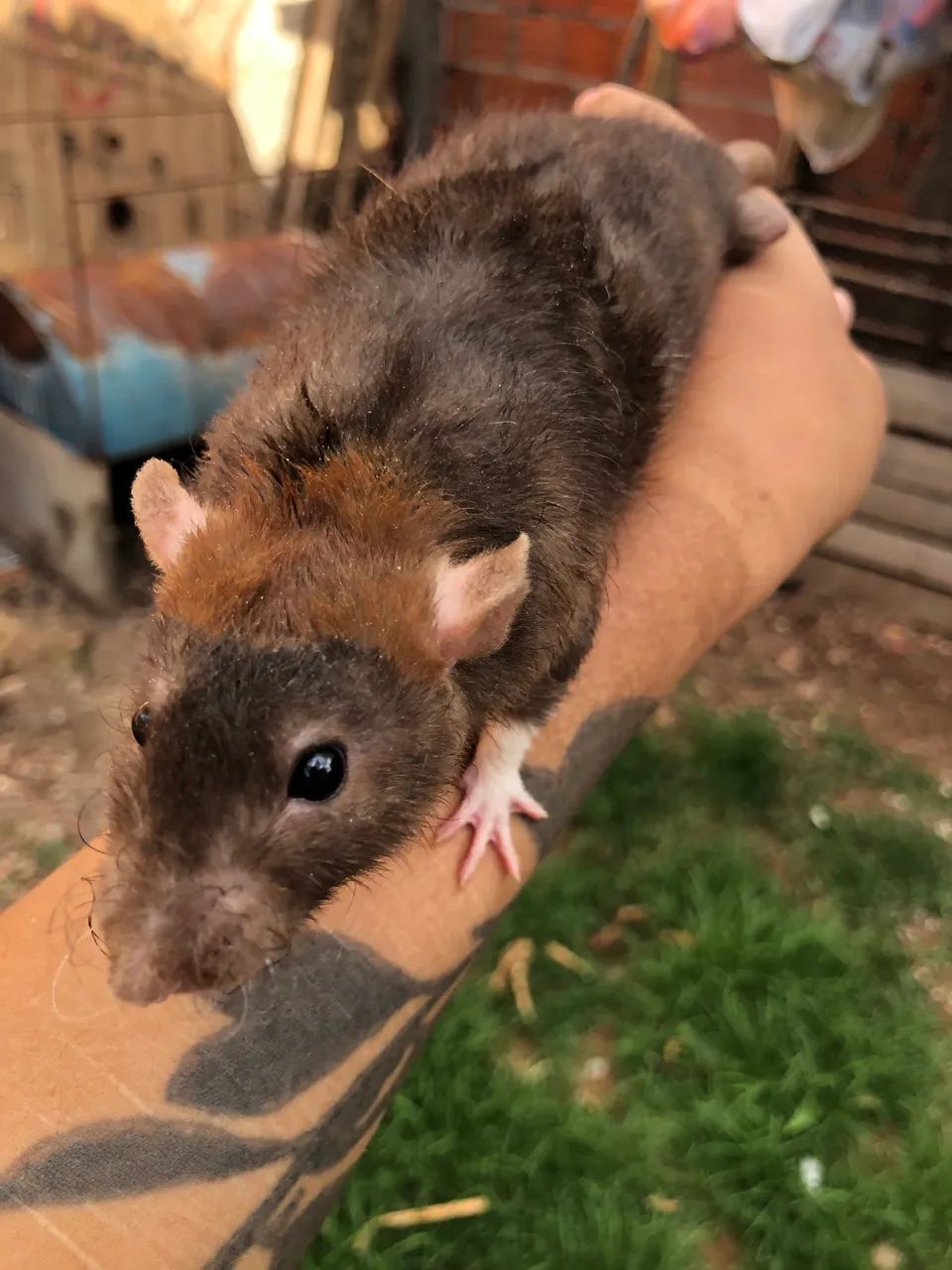 Ratos Twister Machos  - Foto 6