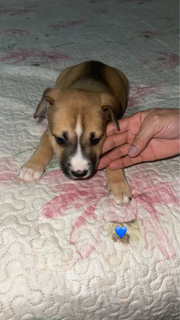Cachorros  - Foto 3