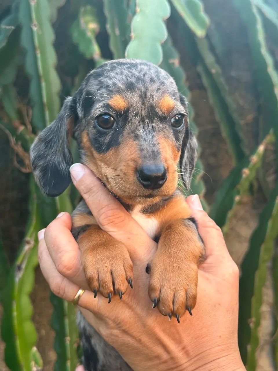 Dachshund  - Foto 3