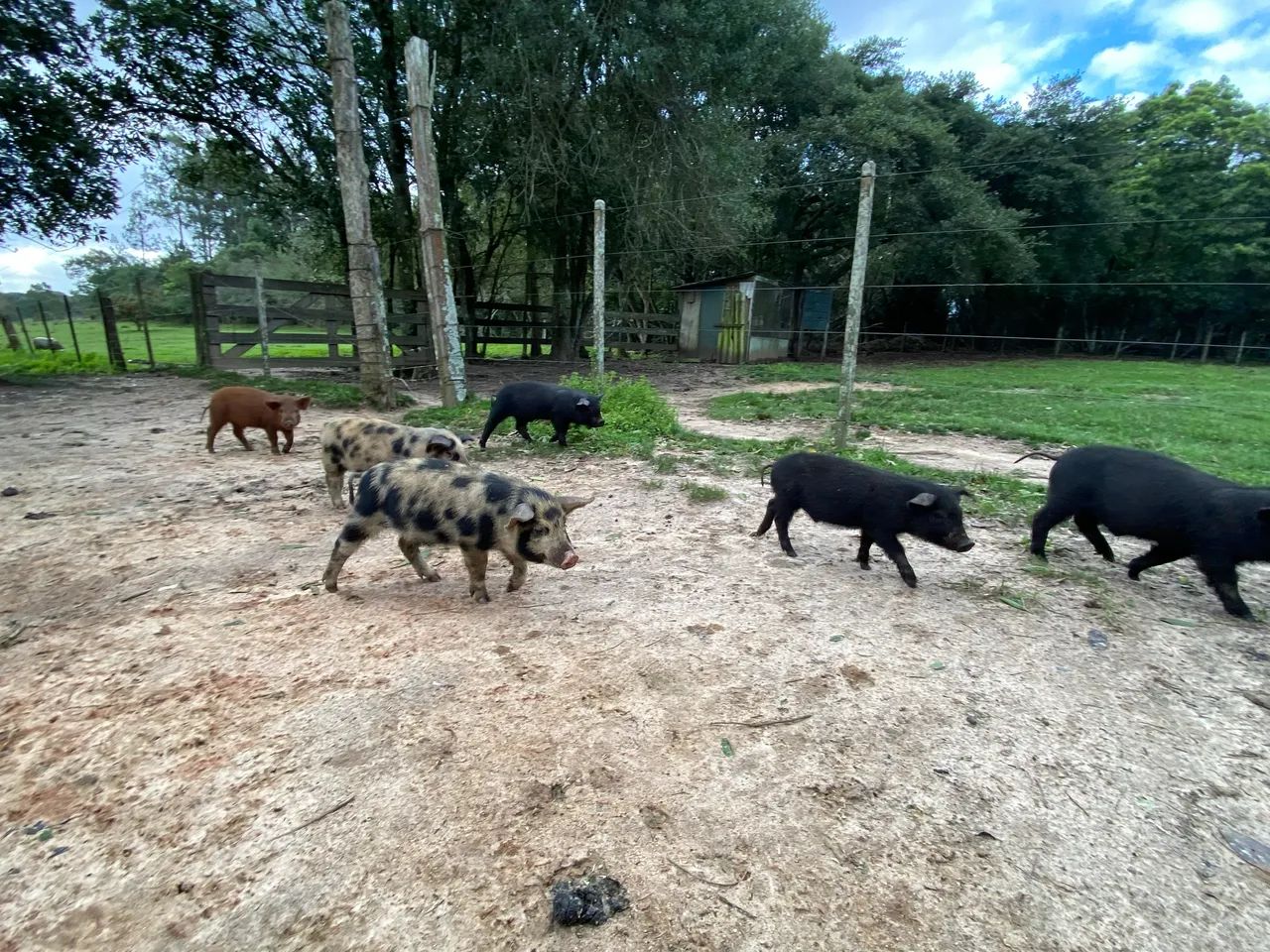 Leitões  - Foto 2