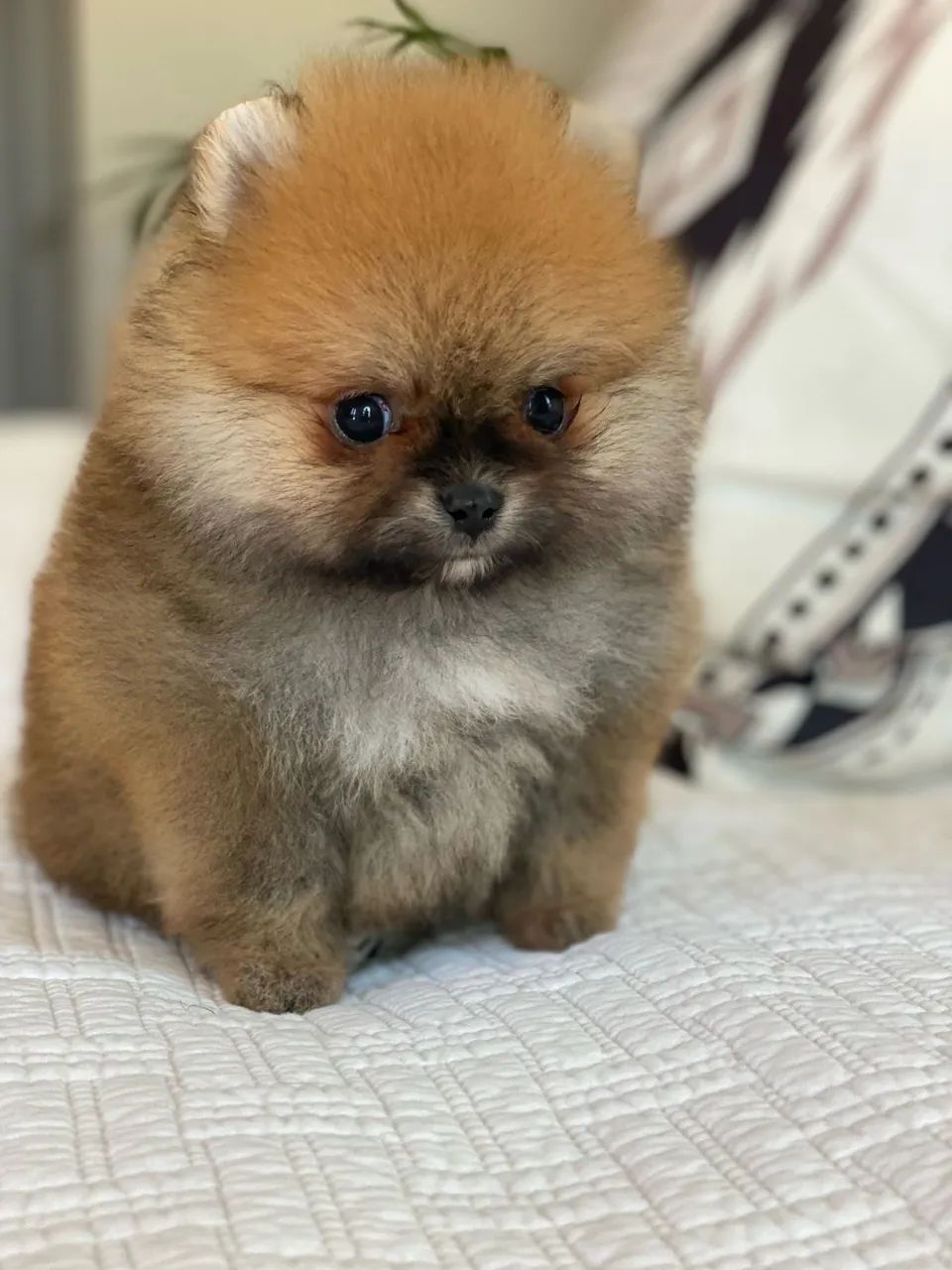 Spitz alemão oportunidade 