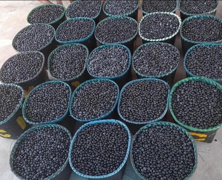 Açaí o fruto - Foto 2