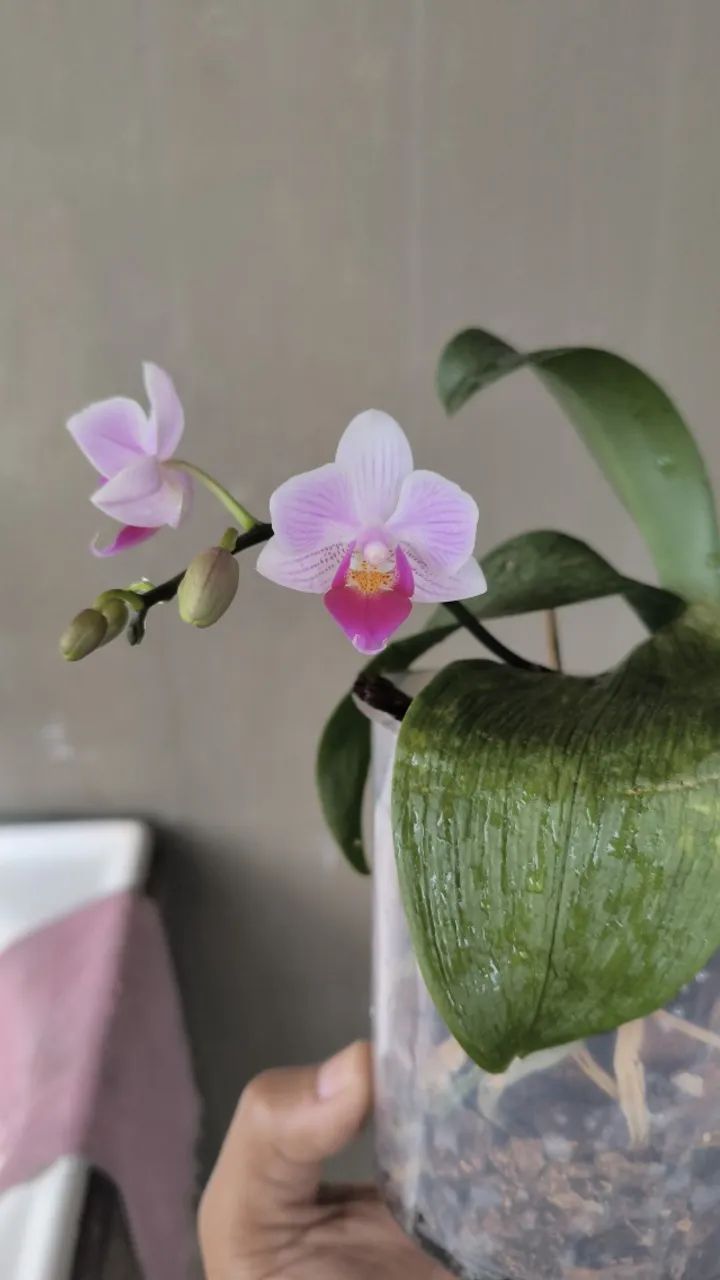Orquídea pequena