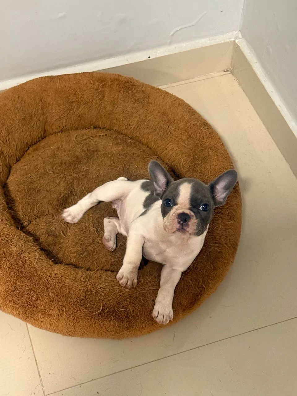 Buldogue francês  - Foto 2
