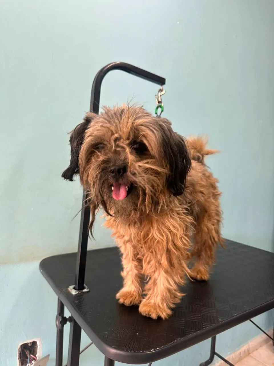 Doação Responsável de Cachorro  - Foto 2