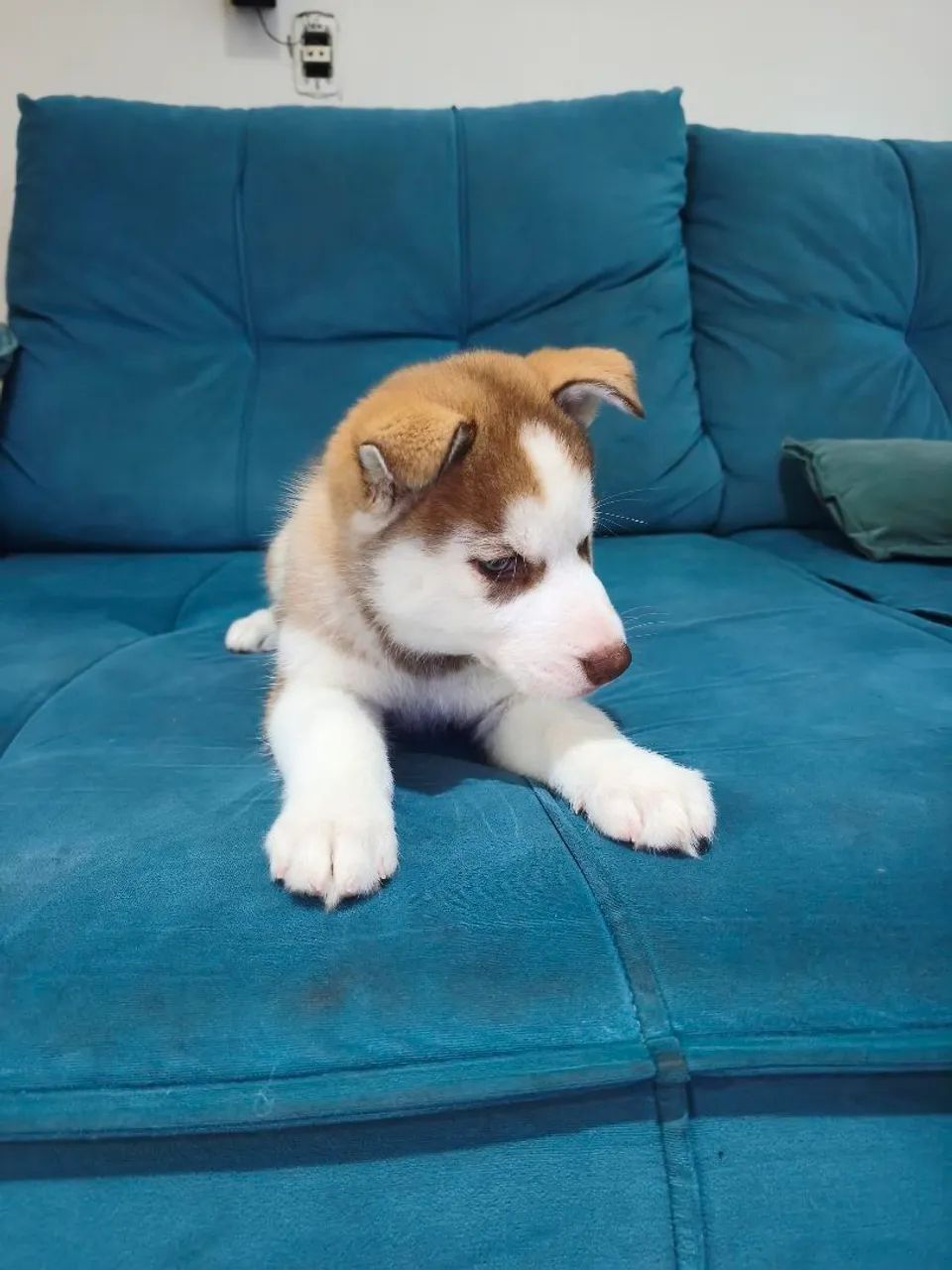 Husky Siberiano filhotes  - Foto 2