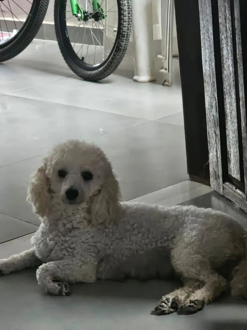 Poodle fêmea