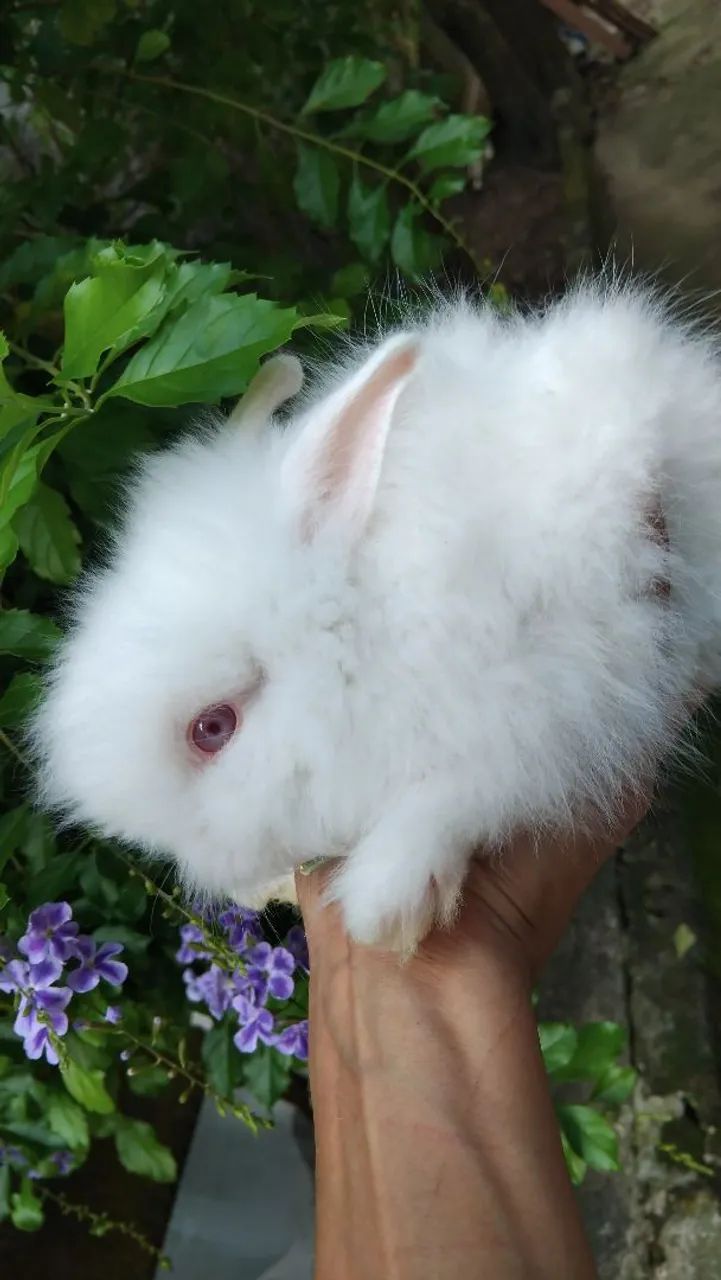 COELHO MINI TEDDY 