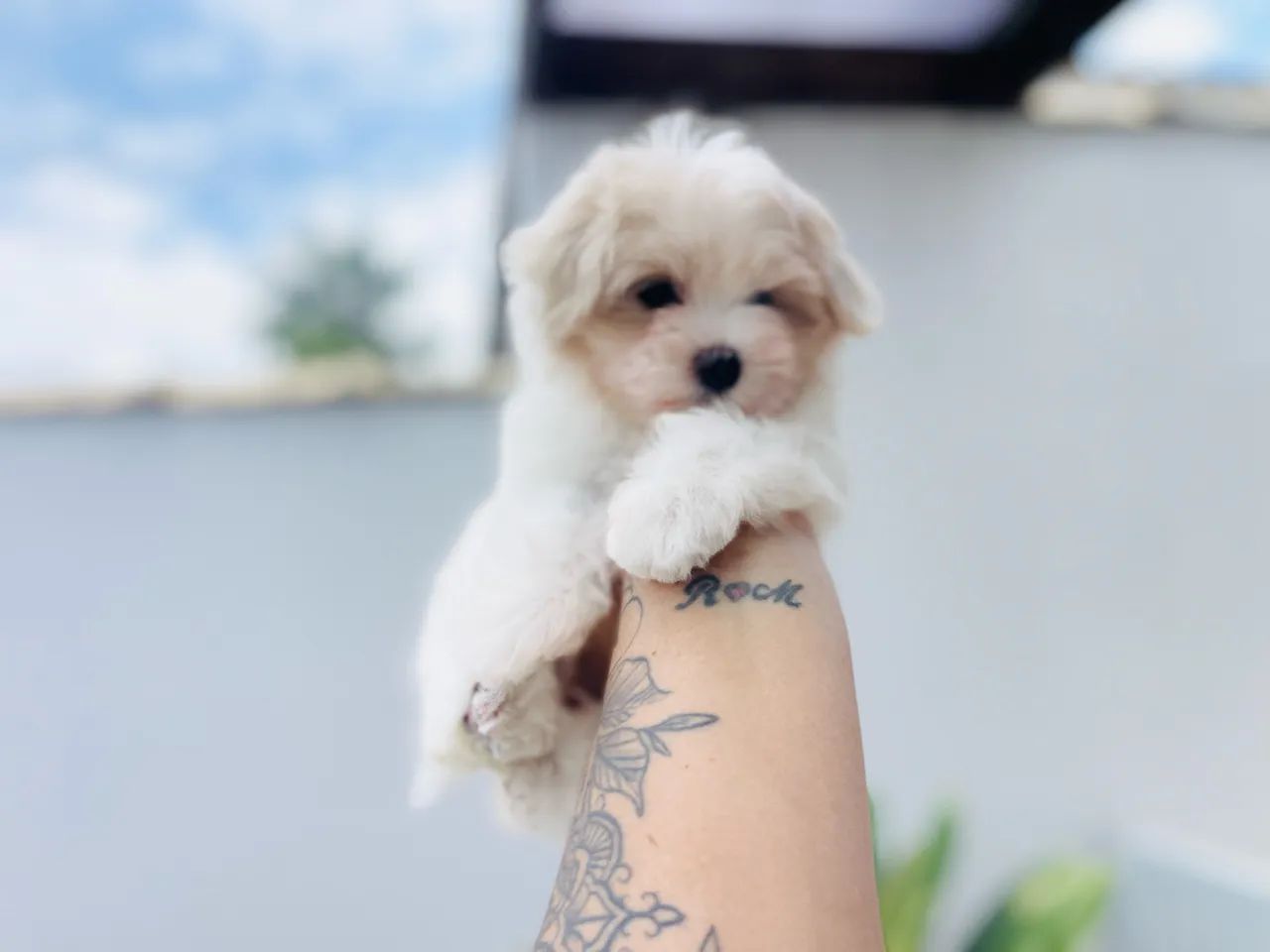 Mini maltês macho com pedigree  - Foto 2