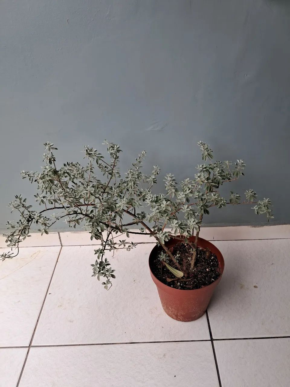 Planta chuva de prata - Foto 4