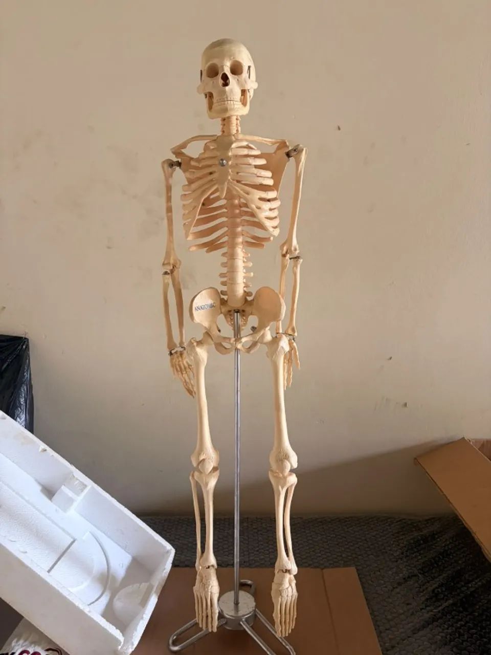 Esqueleto Anatômico Profissional ANATOMIC - Foto 2