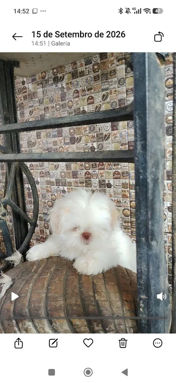 Lindos filhotes de Shitzu  - Foto 3