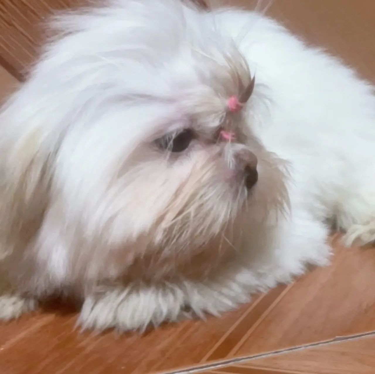 vende-se cachorro shihtzu  - Foto 4