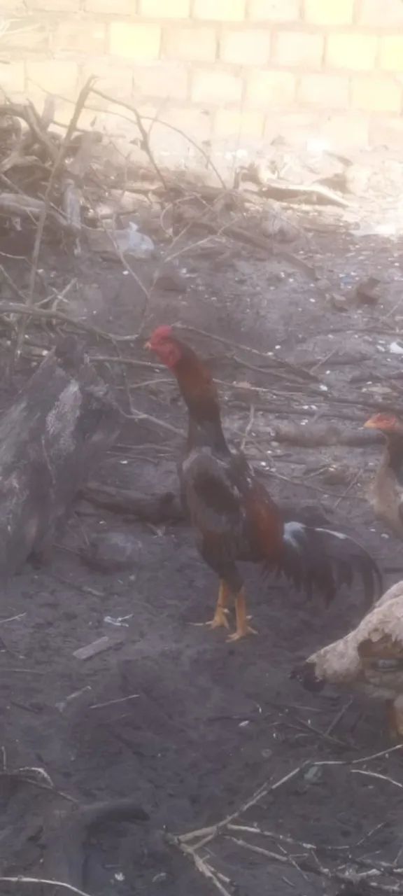 Frango de raça  - Foto 2