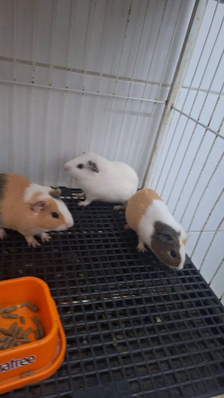 Porquinho da india  - Foto 3