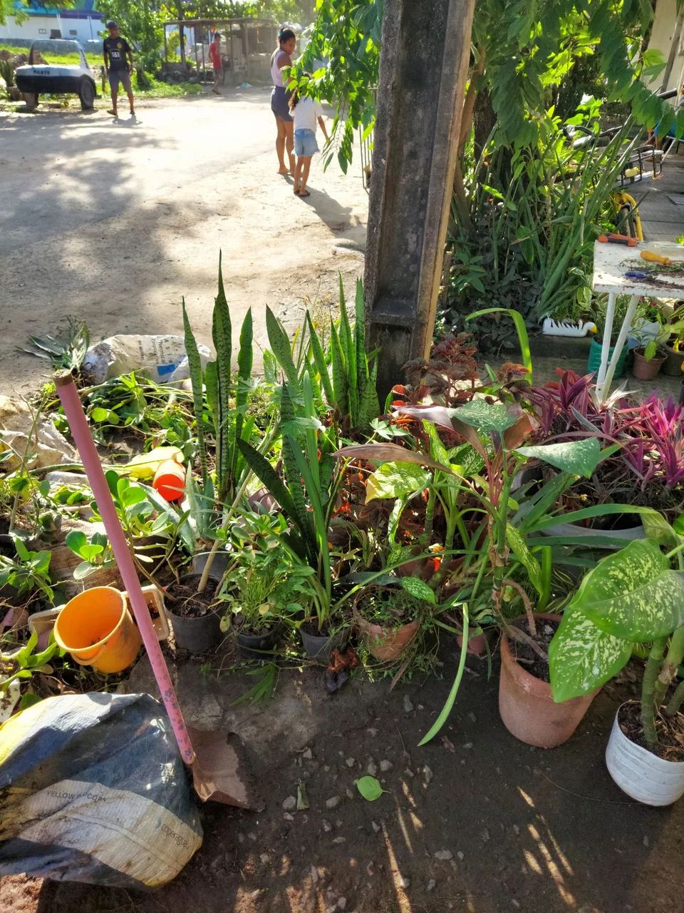 Plantas  - Foto 5