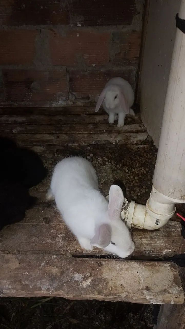Coelhos  - Foto 3