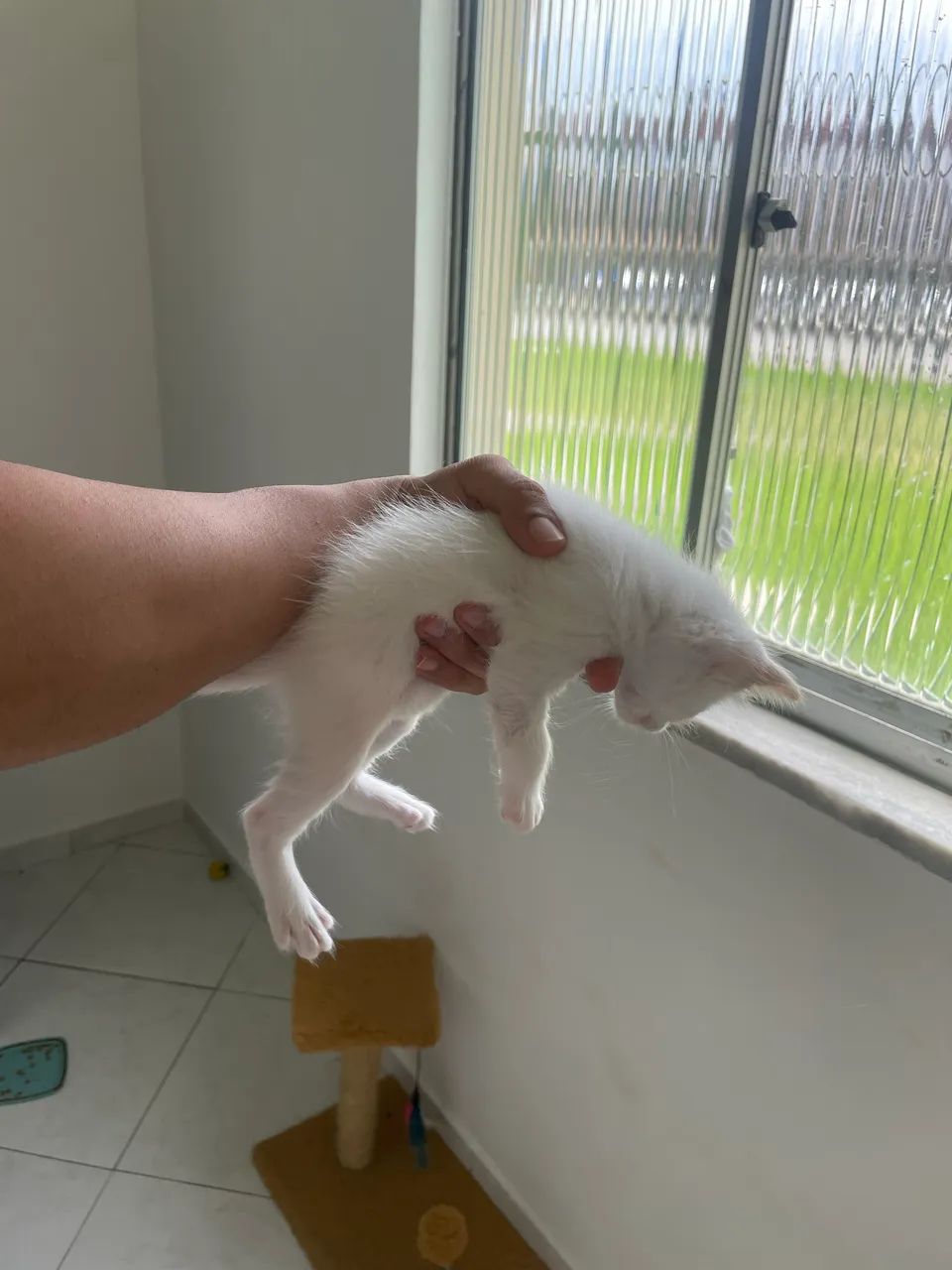 Gatos para doação 
