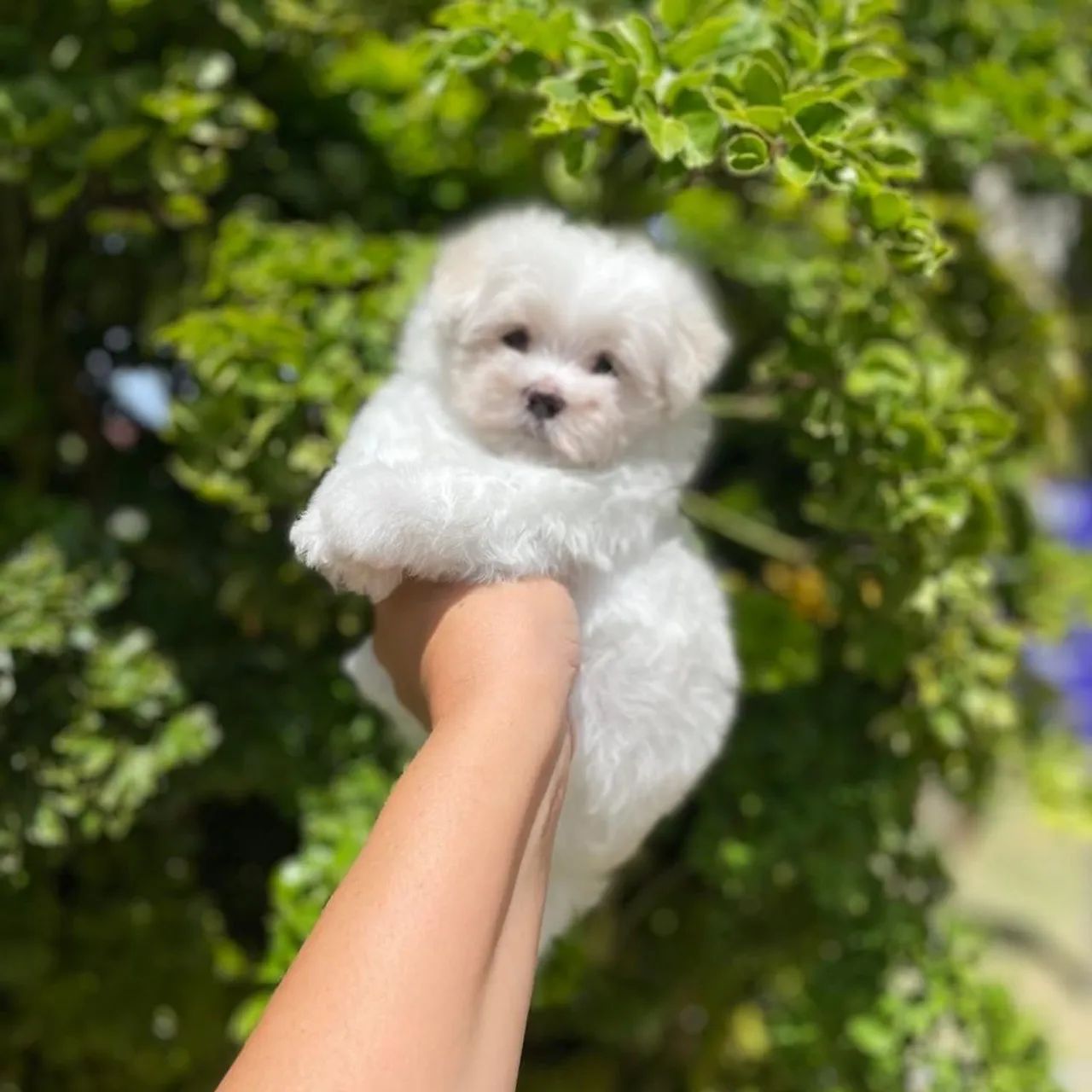 Maltês Micro Legítimos com Pedigree  - Foto 5