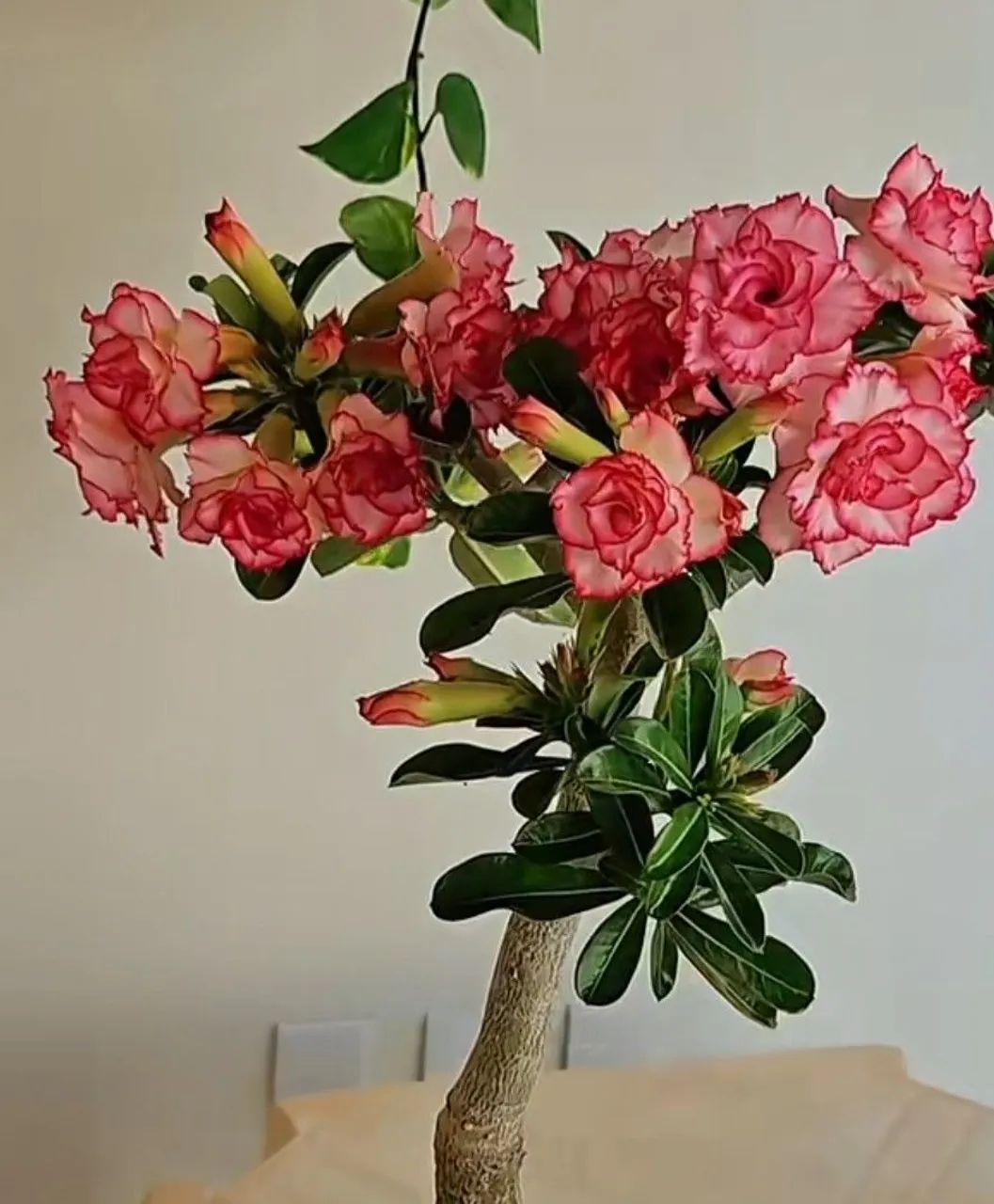 Rosa do deserto buque e multipetalas  - Foto 3