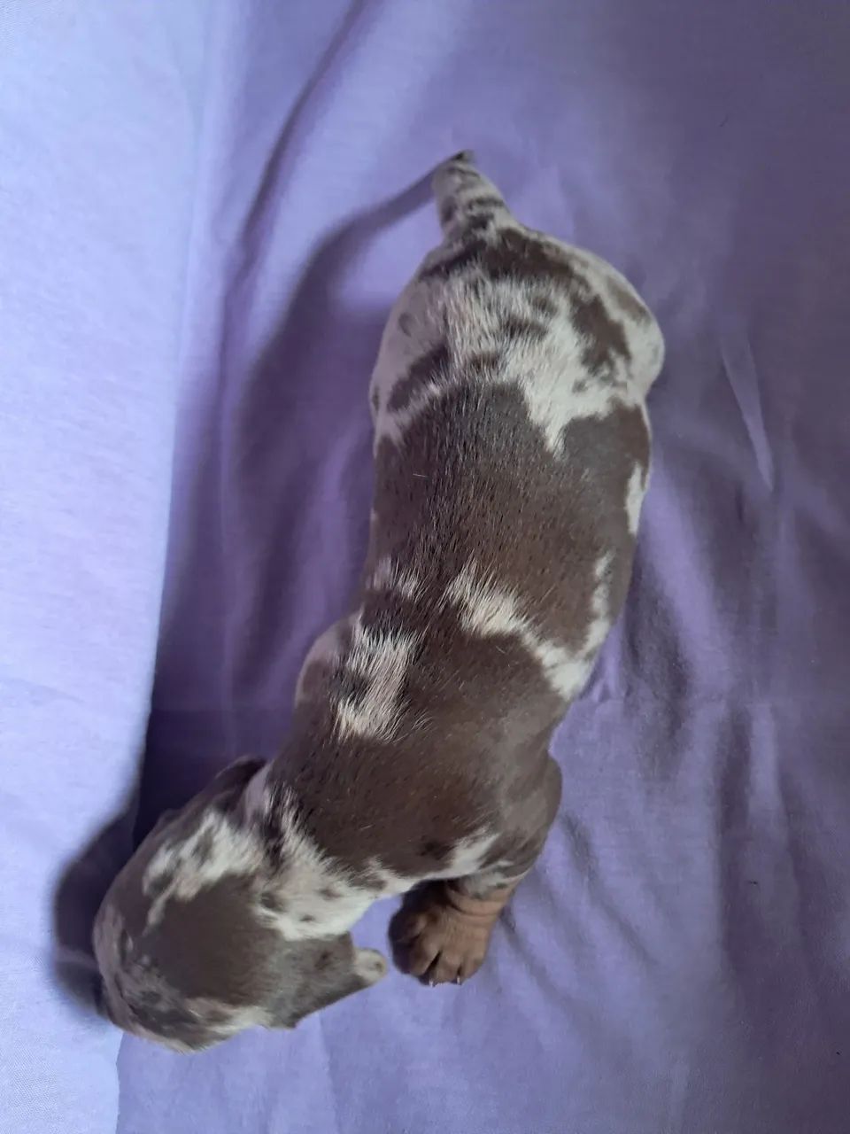 Dachshund - Foto 4