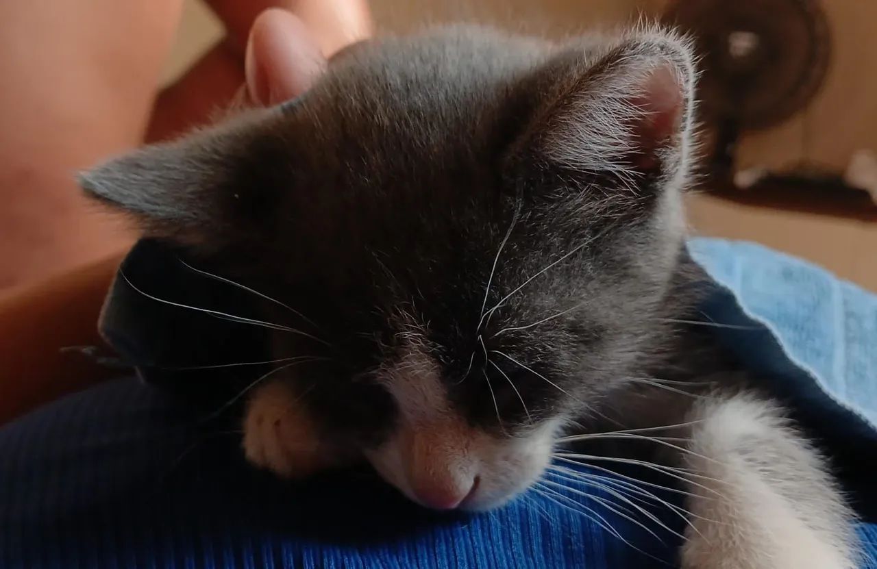 gatinhos pra adoção  - Foto 2