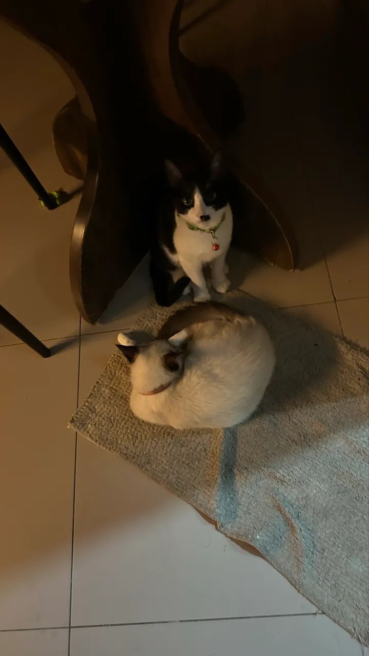 Gatinho macho - Foto 2