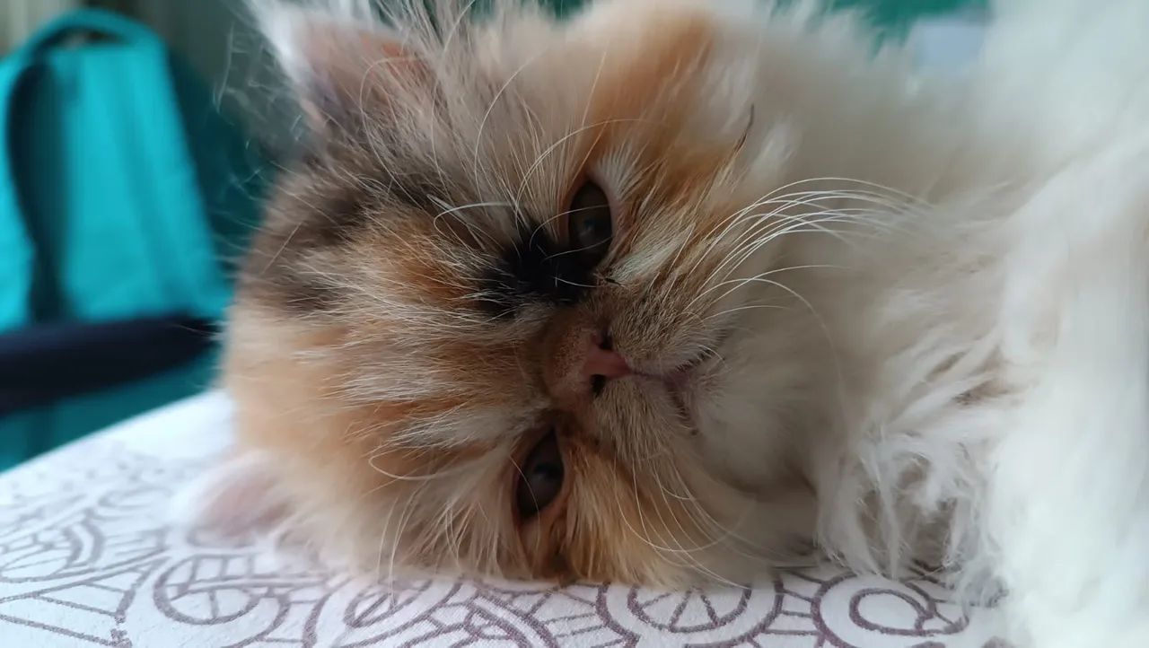 Persa 100% Amor e Carinho  - Foto 2