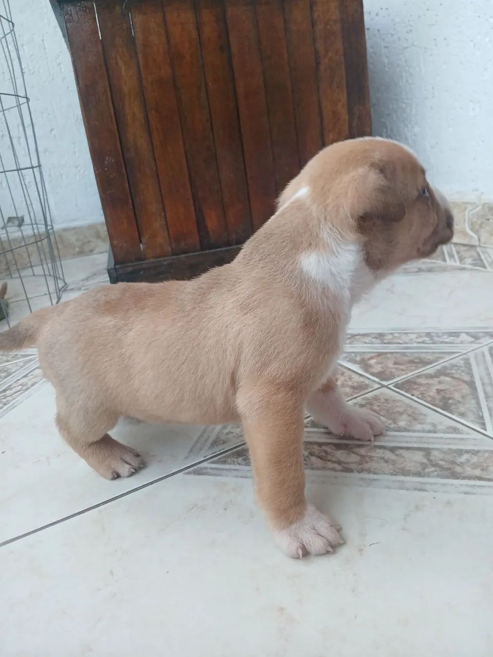 Cachorro  - Foto 3