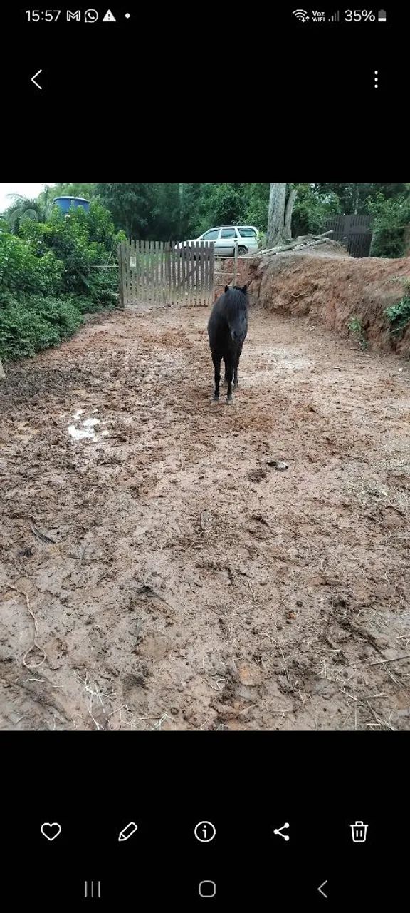 Vende-se Cavalo Manga Larga e um Pônei, castrados,12,000 os dois - Foto 5