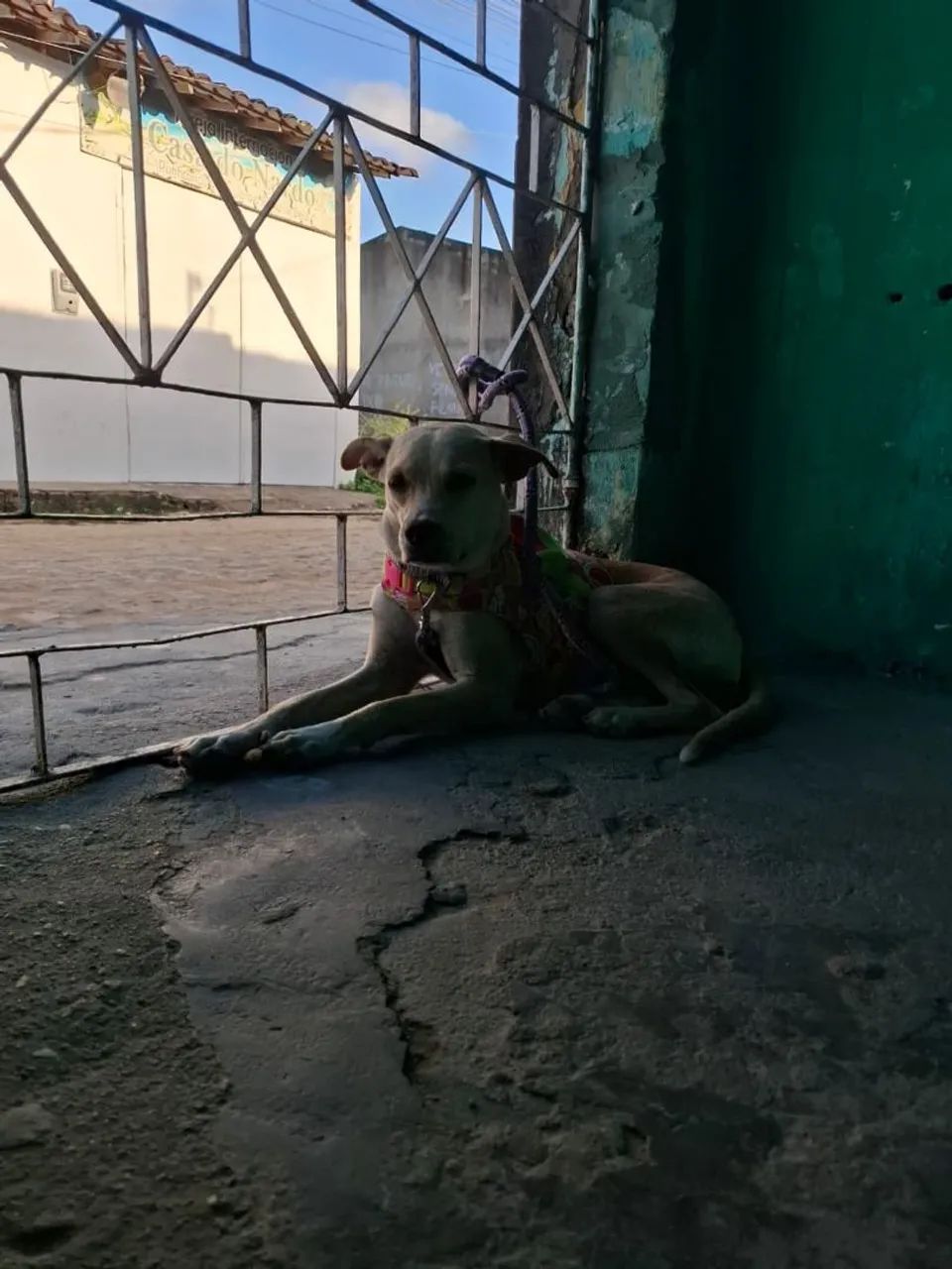 Doação de cachorrinha - Foto 4