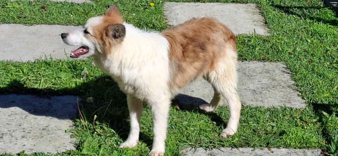 Border collie macho 