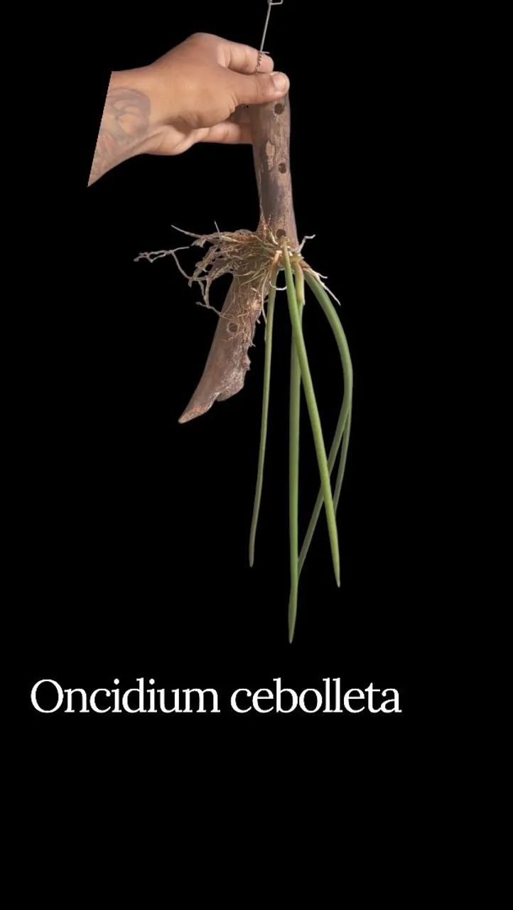 Oncidium cebolleta