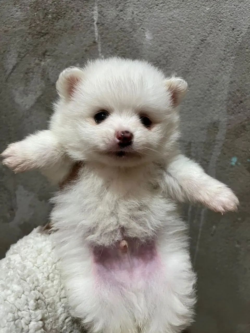 Spitz alemão macho branco - Foto 4