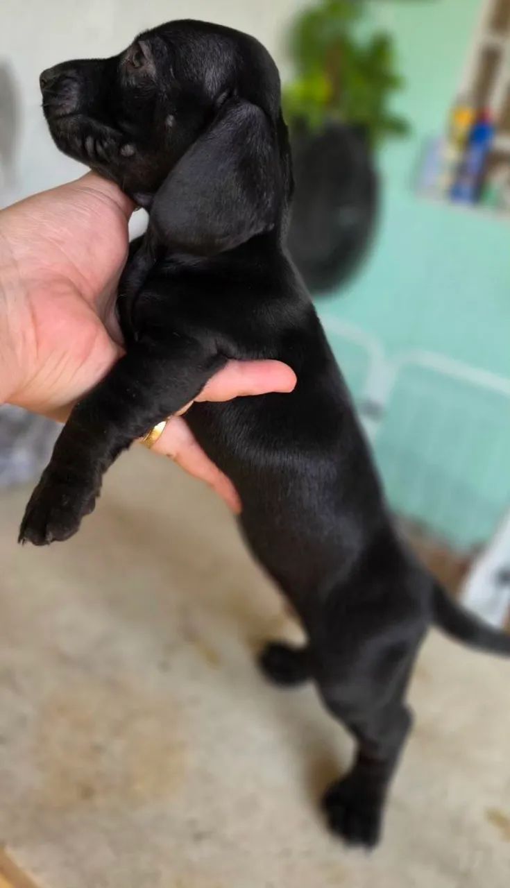 Dachshund  - Foto 4