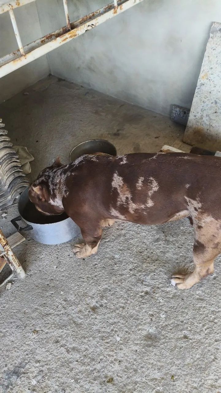 cachorro  - Foto 2